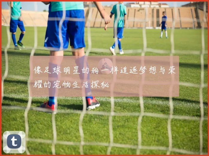 像足球明星的狗一样追逐梦想与荣耀的宠物生活探秘